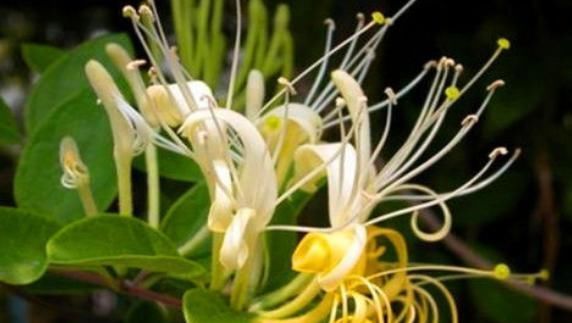 外果皮|30岁女性若是常吃4物,可排出体内毒素,让子宫洁净,预防妇科病