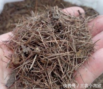 酸性物质|此种“小东西”自带酸性,肥力大,花盆里撒一把,治虫、不黄叶!