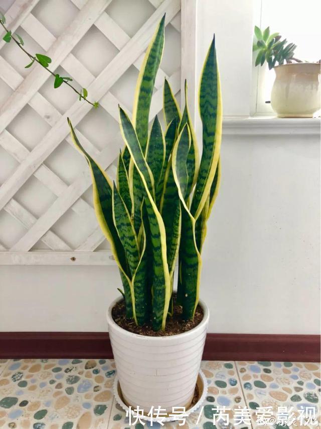 石斛兰|人养花，花也养人，这15种花，越养家里越干净