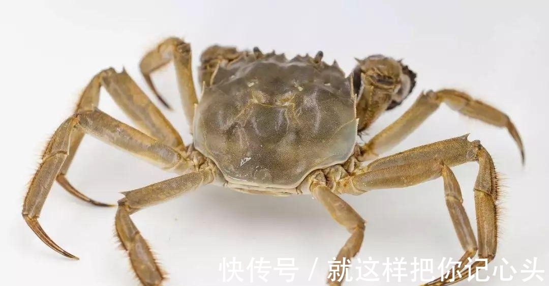 兰陵令#“蟹六跪而二螯” 荀子的数学是体育老师教的?