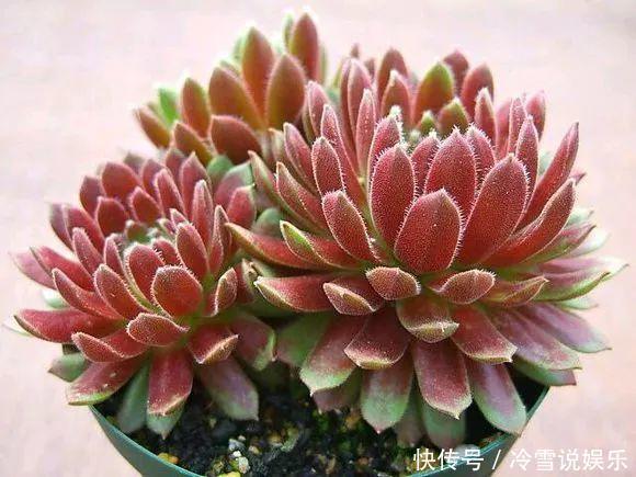 多肉|1种多肉“最好养”,零下20℃冻不死,雪地里“照常”生长