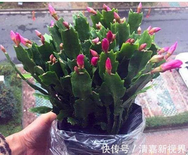 根系|夏天养蟹爪兰,浇水“2不要”,叶子杠杠厚,下次开花早!