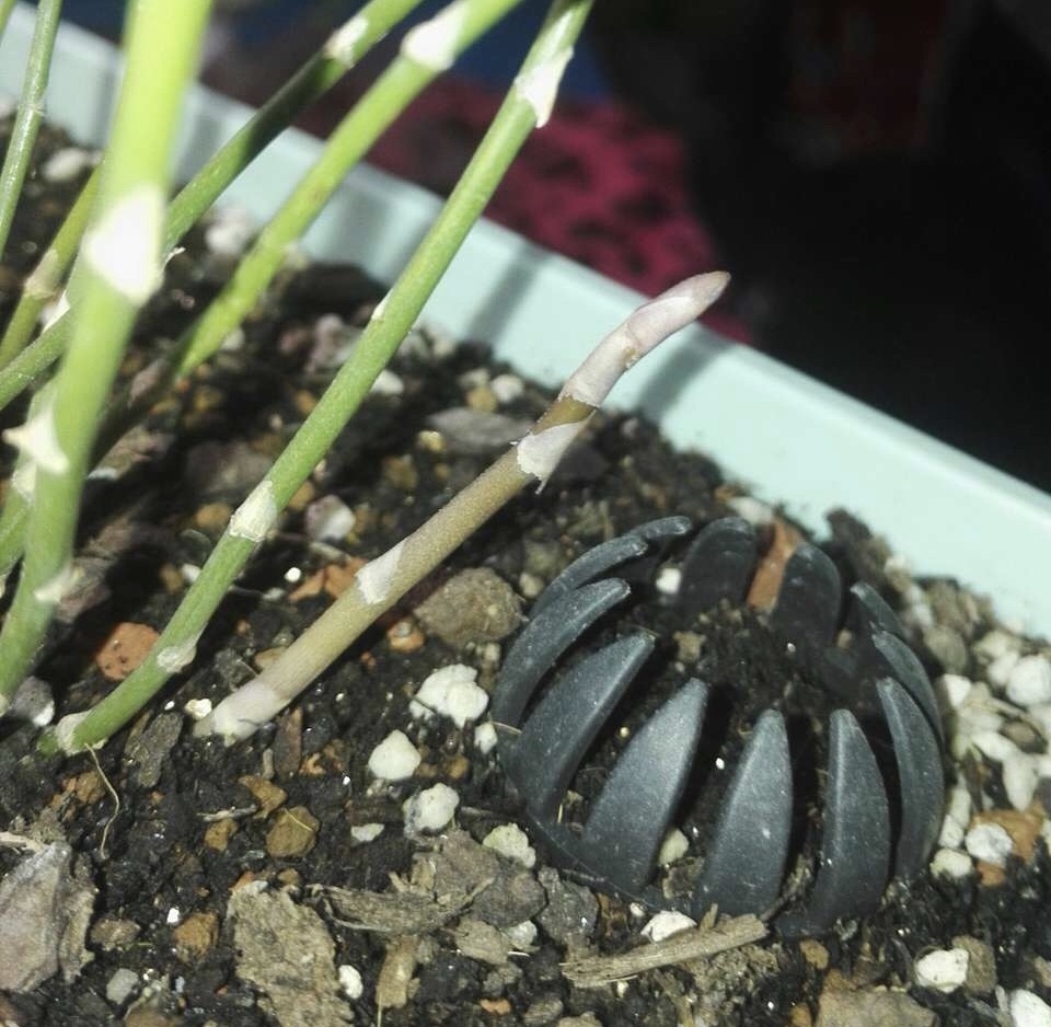 养花营养土不用买,5东西“捂一捂”,养花肥效好、不烂根