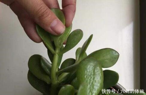 吴大妈把叶子“插花盆”,5年后,养成花树,开满花,清新又漂亮!