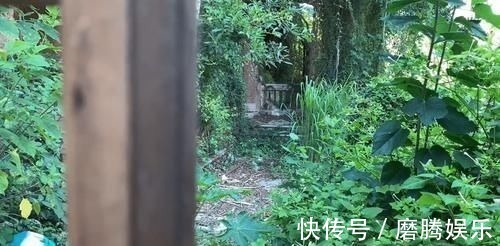 鼓浪屿之波|鼓浪屿上的荒废房屋，面积不小，如今草比人高