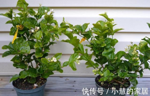 茉莉养殖注意事项,于北方盆栽,更值得多加小心