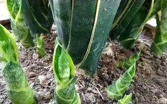 高手养虎皮兰土壤中加点“它”,一周冒出8个芽,呼呼长“爆盆”