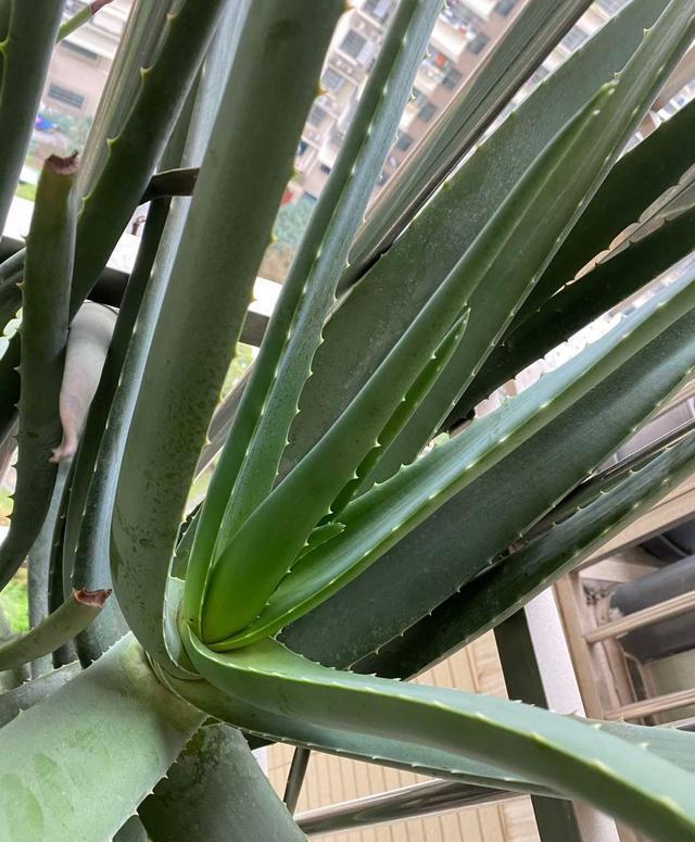 橡皮树|家里养这4种花,就要“虐一虐”,粗管粗放,越长越旺!