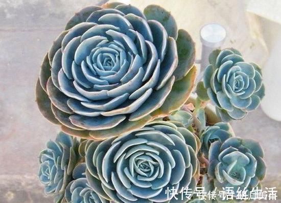 福娘|新人肉友慎入的这几款多肉,你了解多少,知道为什么吗?