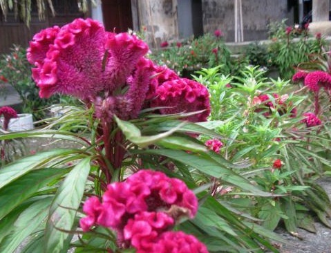 妇科疾病|路边无人问津的野花，是一味天然妇科良药，还祛湿明目，你认识吗