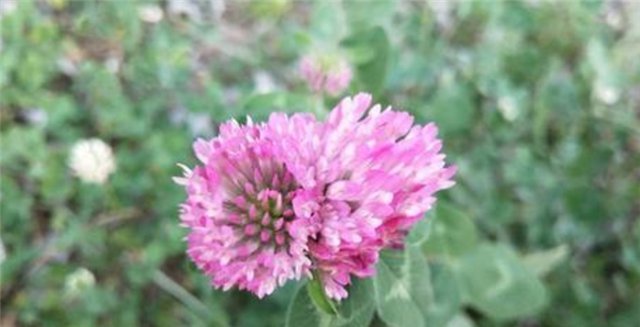 院子养花,适合养一些“开花精品”红三叶,温文尔雅,美幻丽人