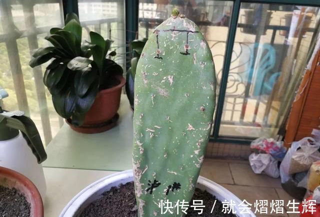 叶仙|蟹爪兰插萝卜上，也能嫁接？这波操作还是头一回见