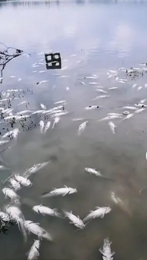 工作人员|网传乌当一水库飘起死鱼！当地政府回应