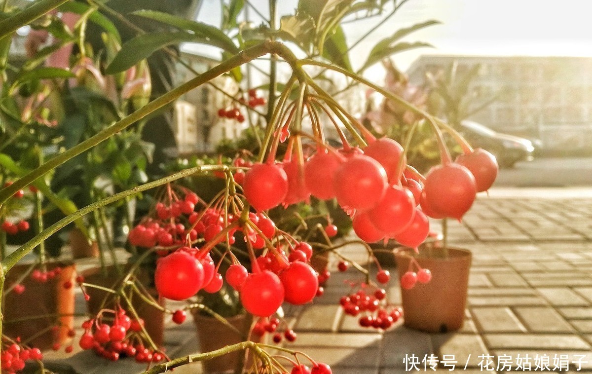 365天都可以观果,寓意还好,富贵籽的养护方法和管理技巧分享