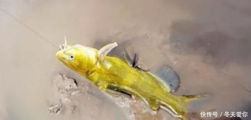 一种钓法“对付”黄颡鱼,百试百灵,越钓越不想收竿