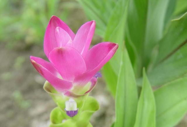 生在土里的荷花,开花一大朵,样子别致花期长,种一棵就赚了