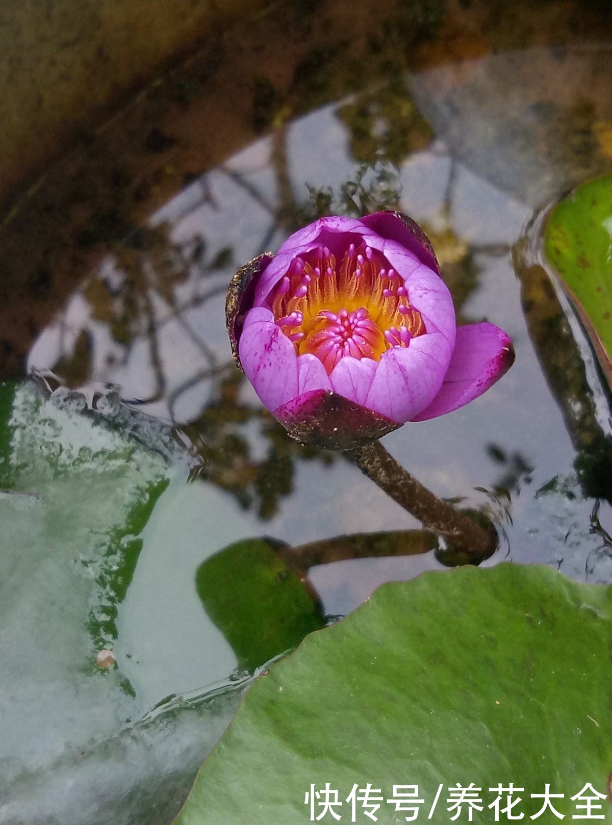 生长期|花朵全休眠也不怕,夏季种这3种花,轻松长疯,让夏天更火热