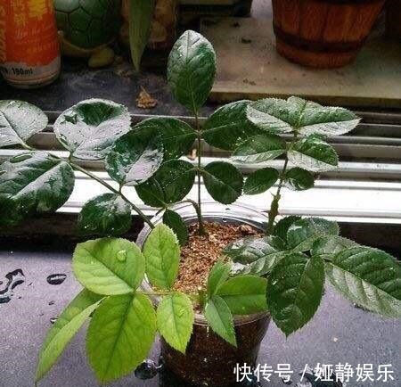 生根|月季花“扦插后”慎浇水,成活率高10倍,10天长白根,一棵变20棵