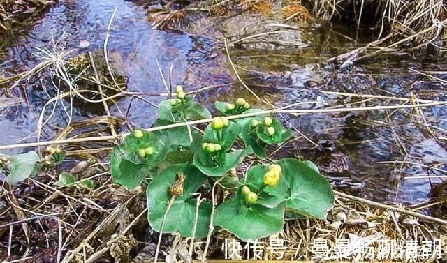 独脚金|俗称“马蹄菜”，长在溪边少人识，叶子却极珍贵，别忽视