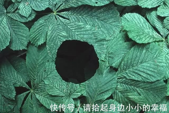 艺术家|他用最简单的树叶、石头、羽毛,建了一座美到极致的自然美术馆