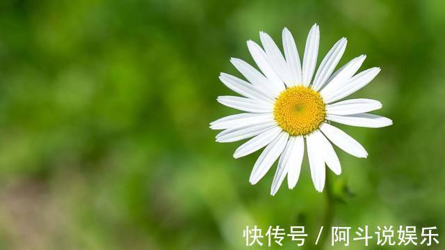 适合家养的5种花卉，花朵硕大如牡丹，花期长如月季，懒人首选