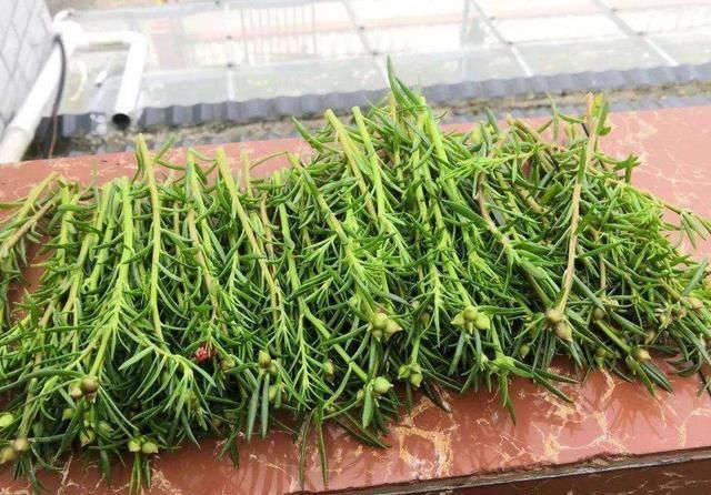 5种花开完后,剪下的枝条不要扔,活性高适合扦插,一插一大盆