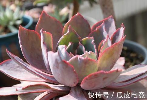 20种多肉推荐给大家,美图美肉,那种多肉你最喜欢