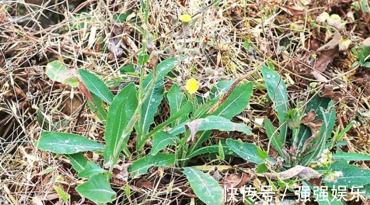 野菜|乡下1野草，俗称“小人参”，路边常见，价值珍贵却少有人懂