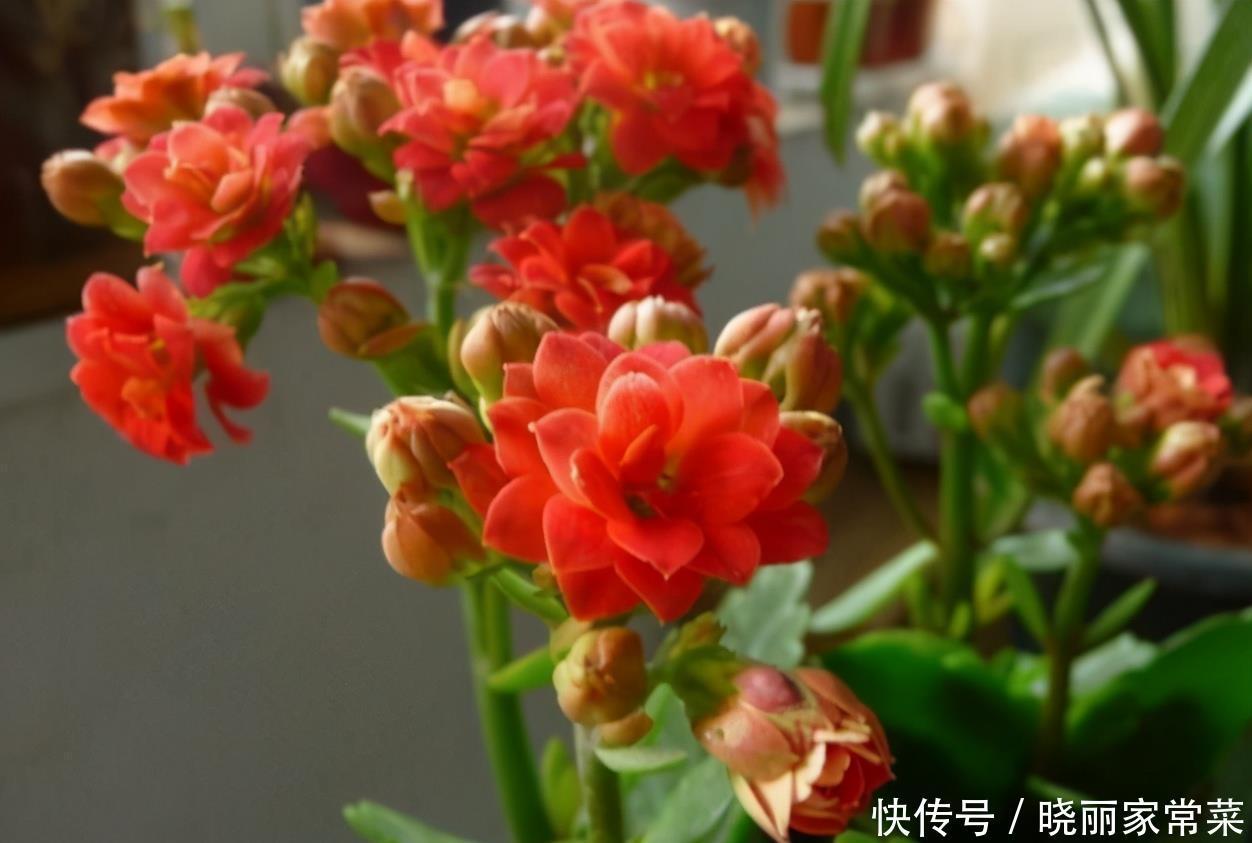 给长寿花“吃点肥料”,春节花苞特别多,大苗小苗肥肥壮壮