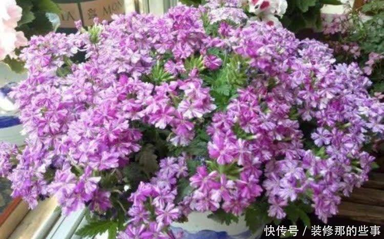 春天“4种花”赶紧养起来,养在哪里都爆盆,好运到来