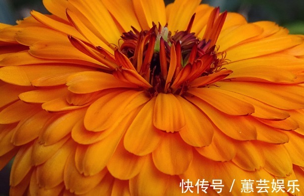 懒人都养不死的几朵花,娇憨可爱,好看好养活,次次开花爆盆