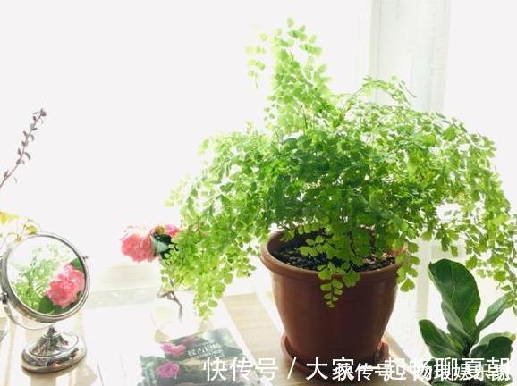 浇水|养花浇水是技术活盆栽远离5种水，植物伤亡少、花友不走弯路