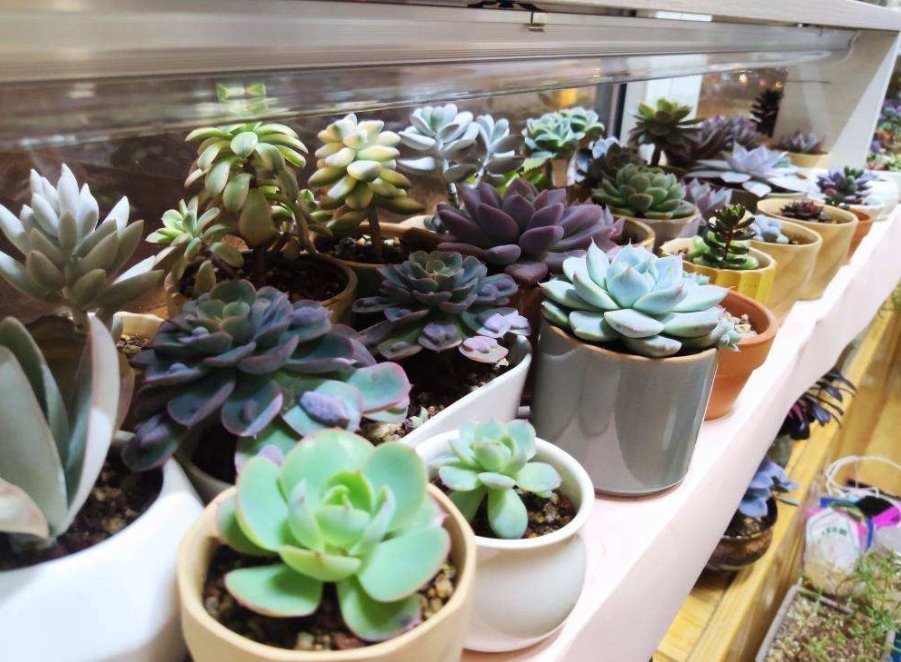 花友们|冬天浇水不注意，浇一次死一棵，好好的花都浇坏了