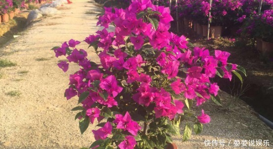 叶子|新手养护花卉,掌握3个要领,花比叶子还密,年年开“爆盆”!