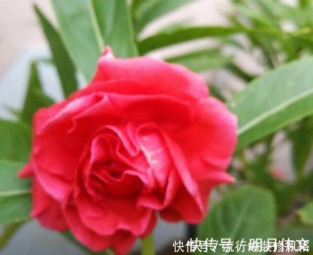 凤仙花性|4种花很适合阳台养，花香四溢，花朵烂漫迷人，开花一簇簇4