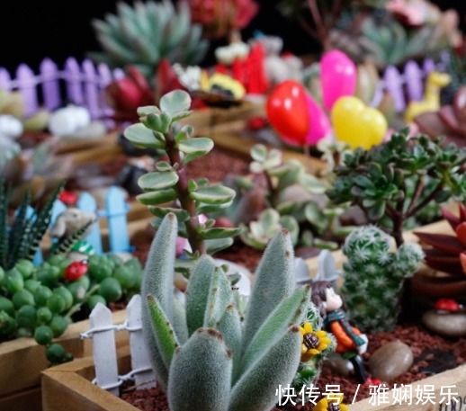 盆土碱性大教你“1招”,轻松调节酸碱度,养任何花都事半功倍