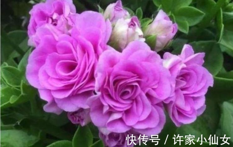 几款花卉好养又漂亮,清新悦目,一养就上瘾