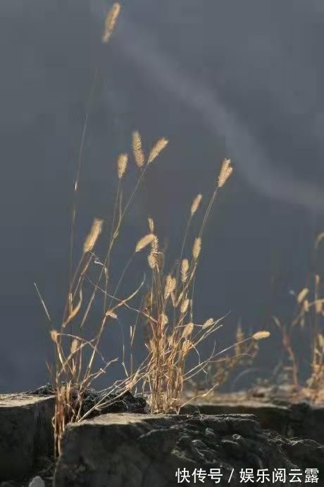 任我行!墙头草诗词22首只因体弱不禁风,翻作人间摇摆笑