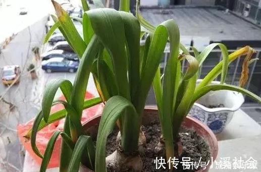 家里盆栽植物的要注意此4种进屋,既对健康不利又影响运气