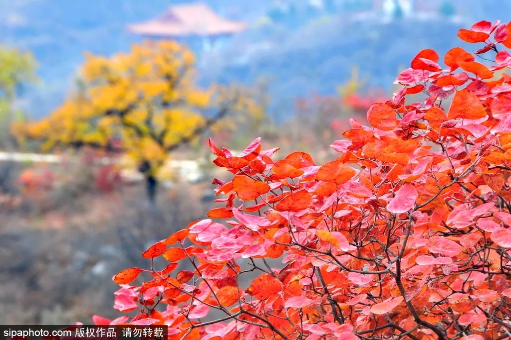 五一去哪玩？推荐您打卡房山“五星级民俗旅游村”！