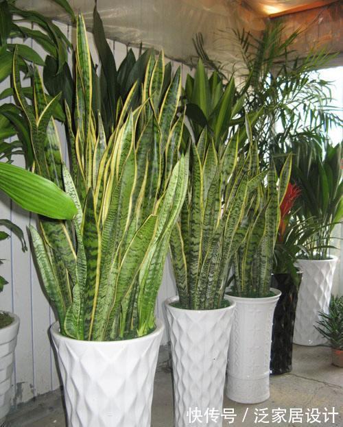 太阳花|8种“漂亮花”,堪称“不死花”,随便养一养,新芽爆满缸