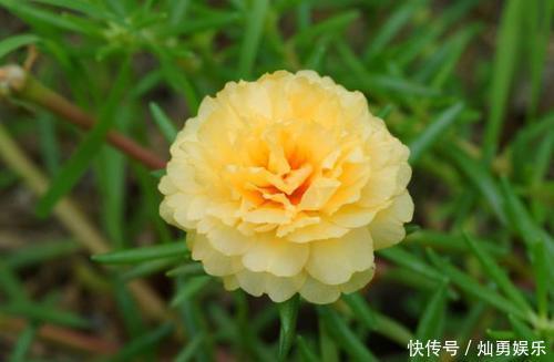 家里|新手养花,就在家里养一盆,养出小花园的花卉,美丽精致!