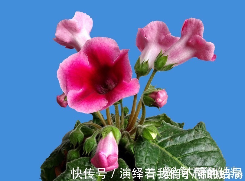 此花人人见了都夸美,是优良的观赏花卉之一,代表着华美和欲望