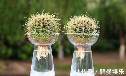 绿色植物|家里万万要养这几种植物,难怪家人身体越住越健康,后悔才察觉