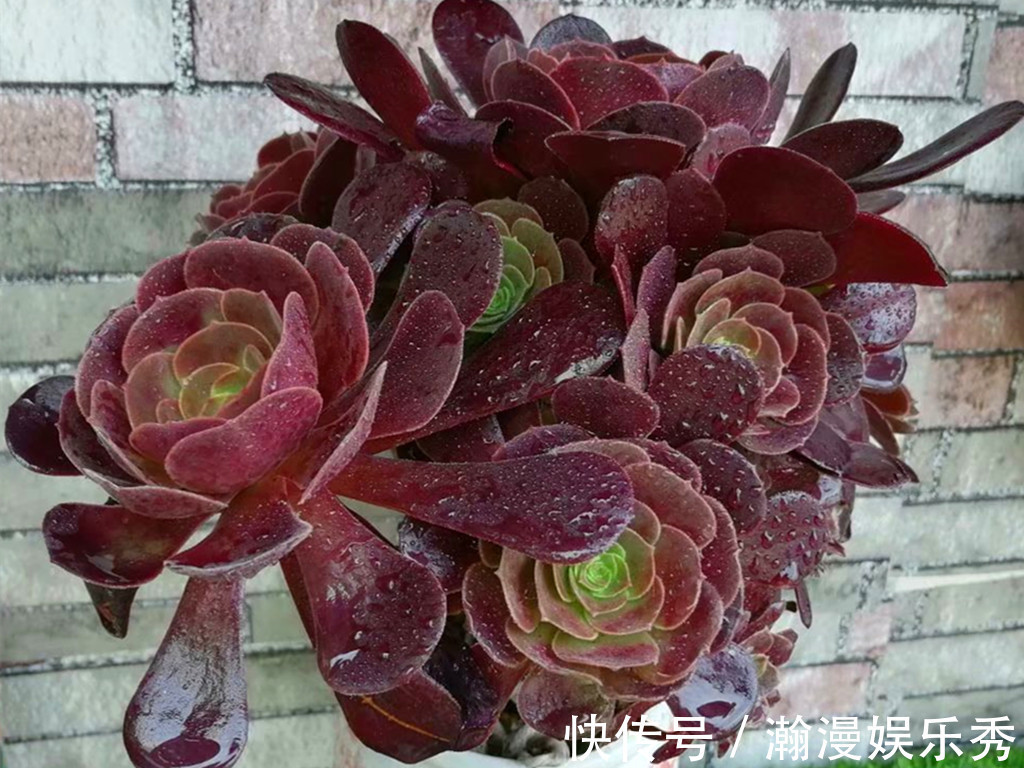 多肉法师夏季不休眠正常吗？不休眠的法师如何养护？顺其自然最好