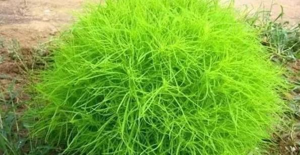  香椿|蒲公英、香椿、榆树钱、白蒿，一种野菜就能治一种病，了解一下