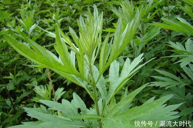 黄须菜|长相普通的3种野菜,是滋补、降三高和抗瘤的佳品,你吃过吗?