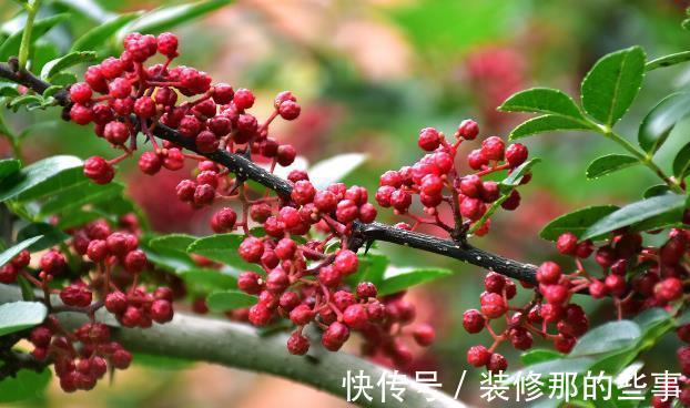 花草|有院不栽狼牙棒！5种花草植物都属于“狼牙棒”，你家栽种了吗？