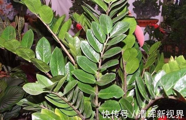 吊兰|好看的3种花，寓意“招财”，放客厅里很美，有钱人也爱养！