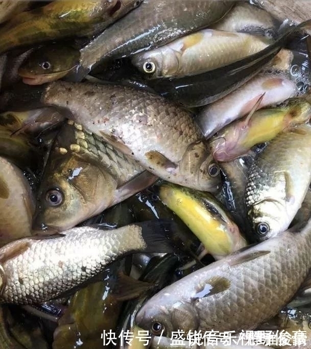 钓鲫鱼不能补窝?一补窝就停口?你用错了方法!